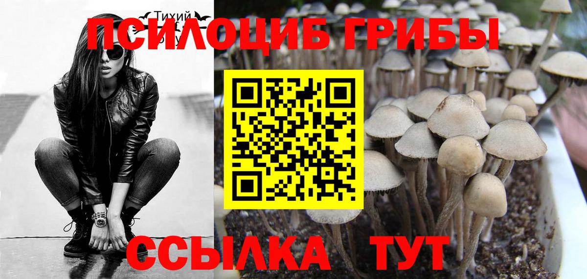 купить наркоту  Псилоцибиновые грибы Psilocybine cubensis  Вход с VPN  Хабаровск 